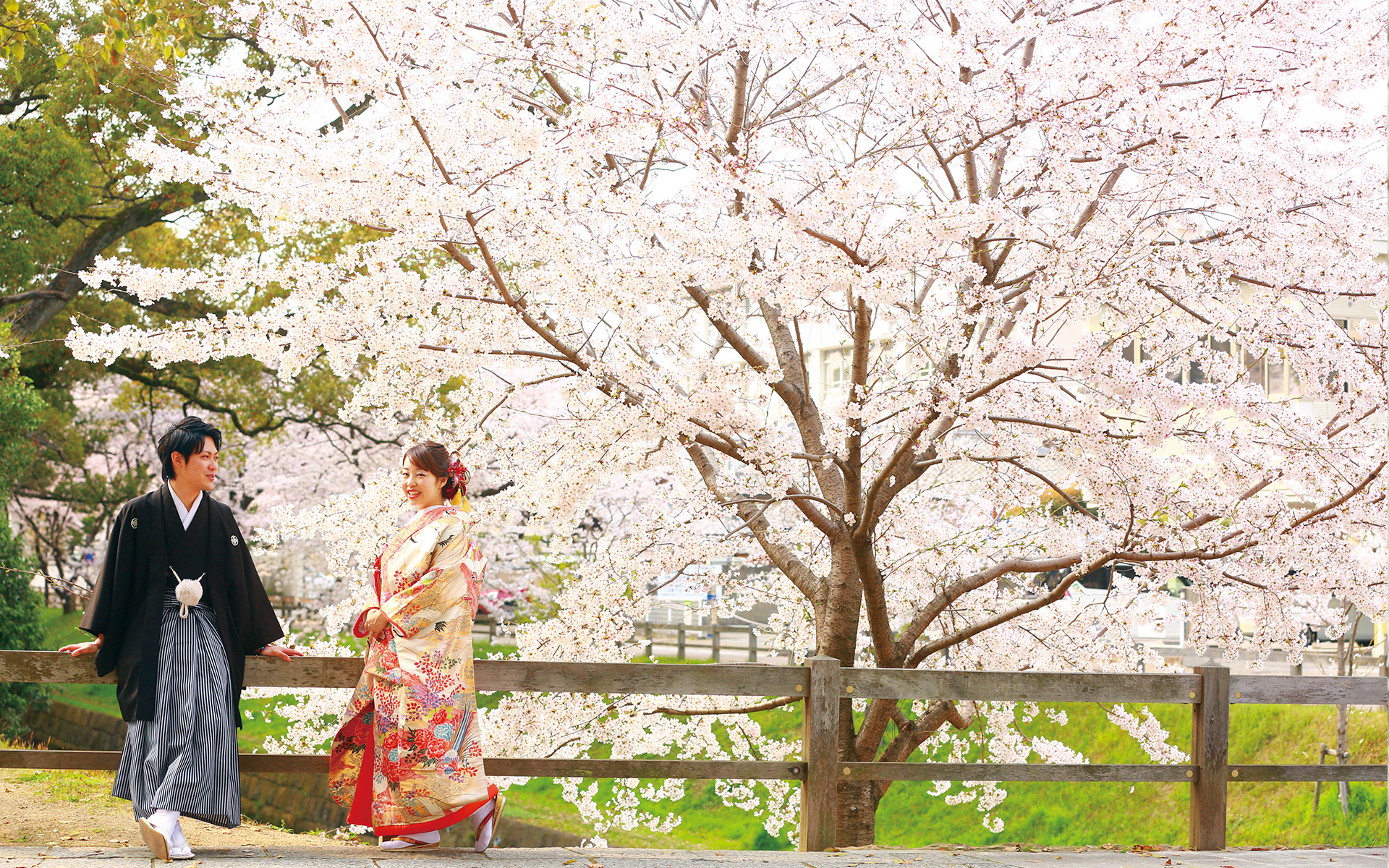 桜ロケーション撮影プラン